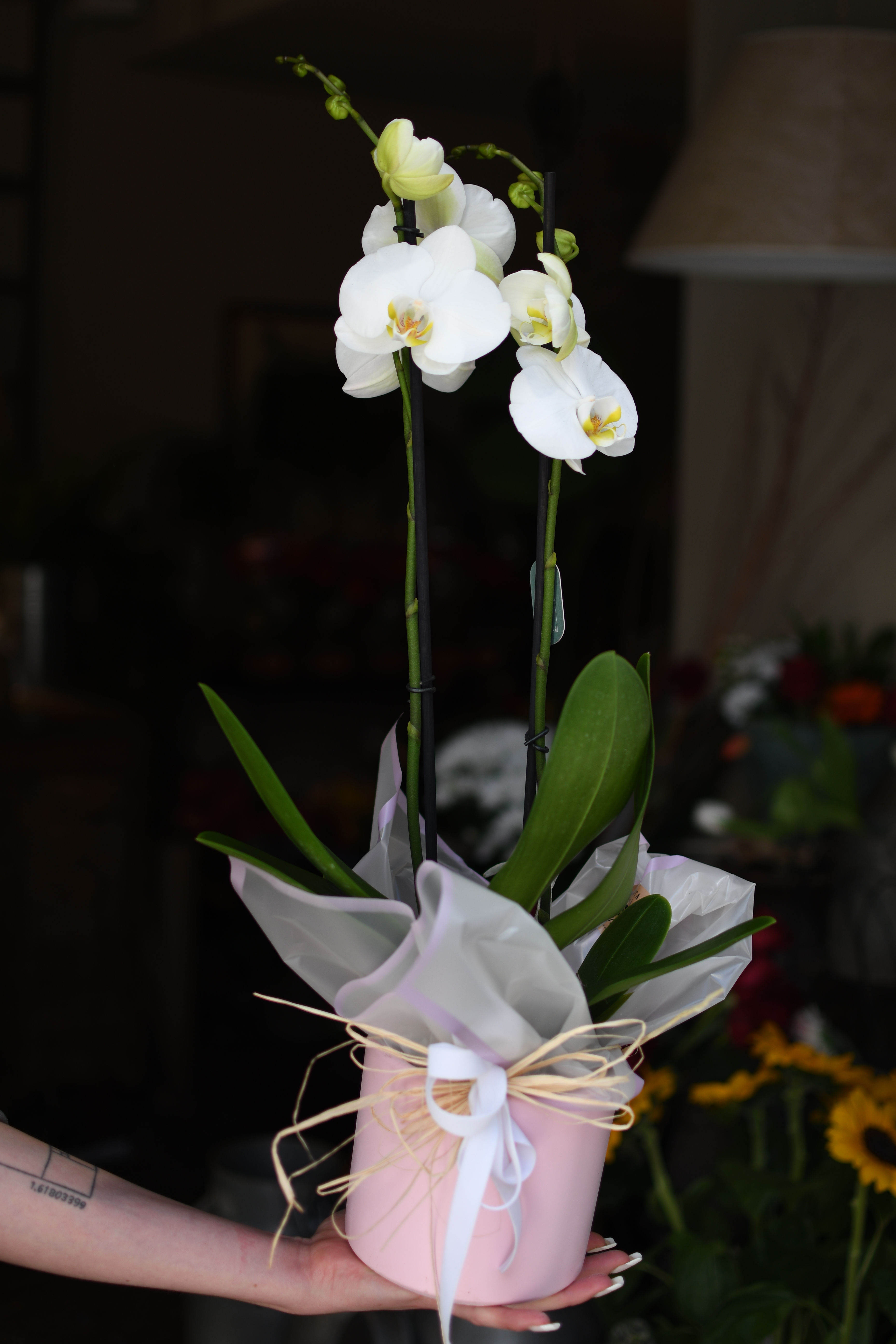 Orquídea Phalaenopsis blanca