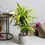 Miniatura: Dracaena Fragans