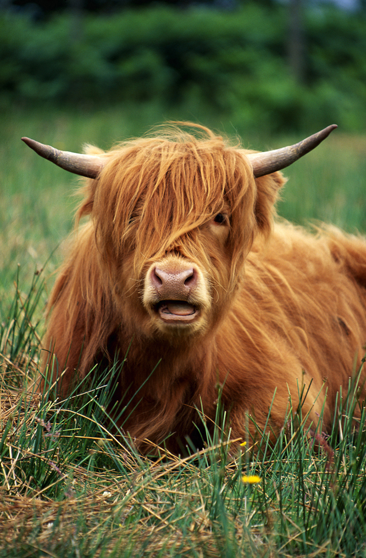 Highland cattle with hair in eyes laying in long grass. 