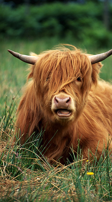 Highland Cattle