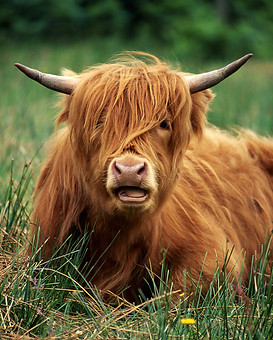 Highland Cattle