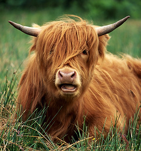 Highland Cattle