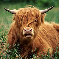 Highland Cattle