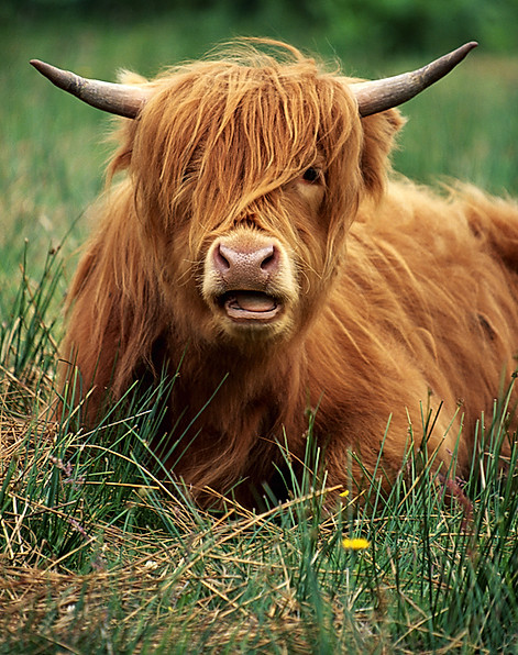 Highland Cattle