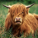 Highland Cattle