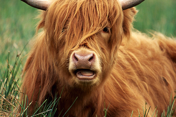 Highland Cattle