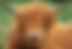 Highland Cattle