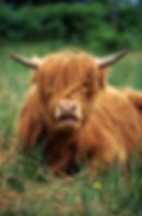 Calm bull relaxing in a paddock