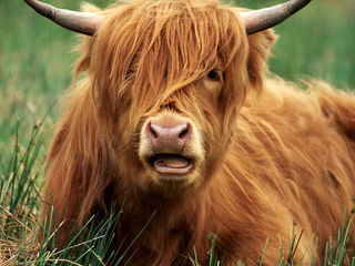 Cow and Citrus