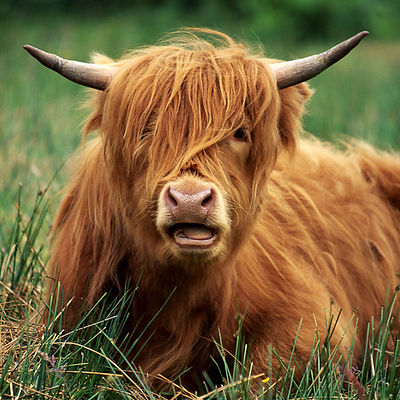 Highland Cattle