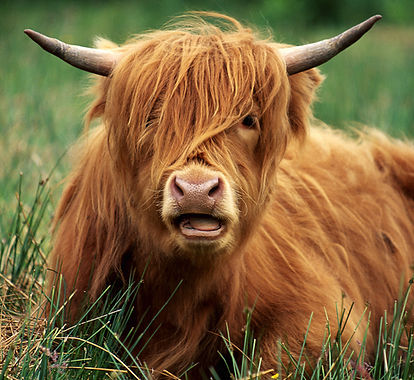 Aurore Collard, ostéopathe pour vache, bovins, région Sud ouest