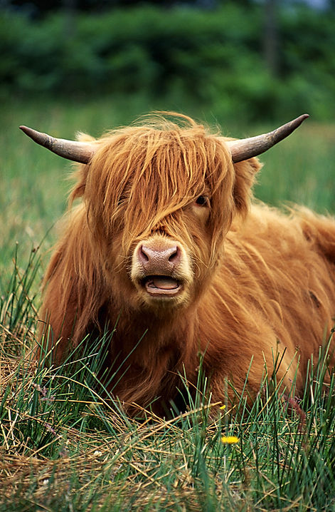 Highland Cattle