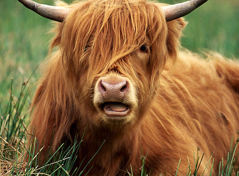 Highland Cattle