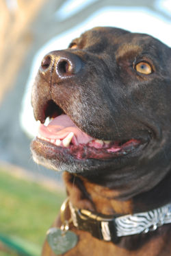 Pet & Nature Photography