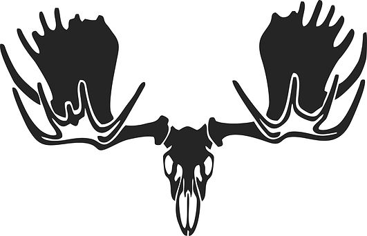 Jeffs Moose Skull 1.jpg
