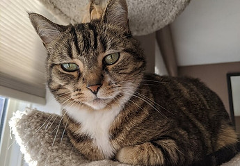 Tabby Kitty