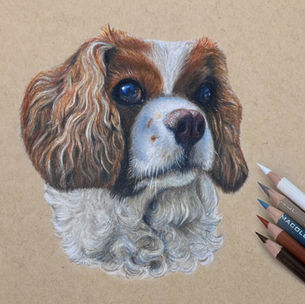 realistic colored pencil pet portrait drawing of a king charles cavalier dog
