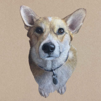 A realistic portrait of a corgi dog drawn in colored pencil