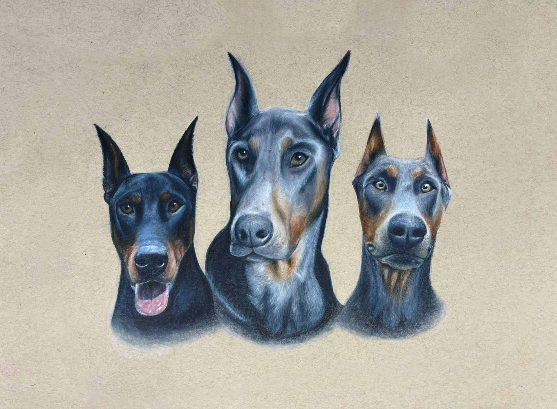 realistic colored pencil pet portrait drawing of three doberman pinscher dogs
