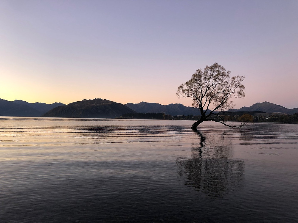 The Wanaka Tree