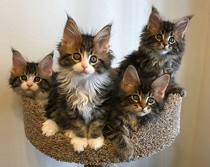 Previous Kittens We've Bred