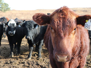 Webinar Scheduled To Discuss Cattle Health In Nebraska