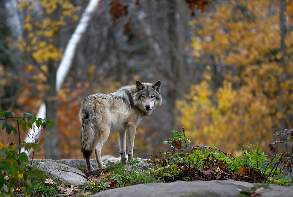 Following President Trump’s Executive Order, USDA Urges States to Review Wolf Management Policies and Strengthen Engagement with Ranchers