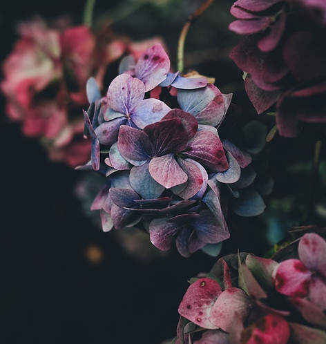 Hortensia