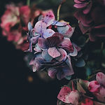 Hydrangea