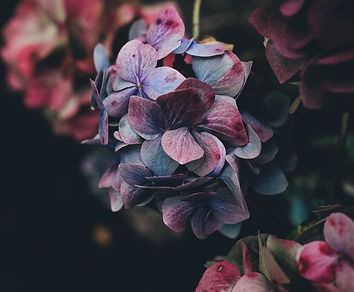 Hydrangea