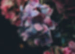 Hortensia