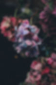 Hydrangea