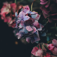 Hydrangea