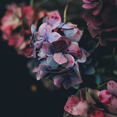 Hydrangea