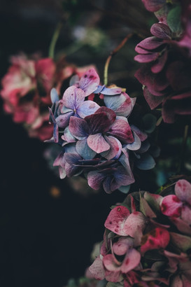Hydrangea
