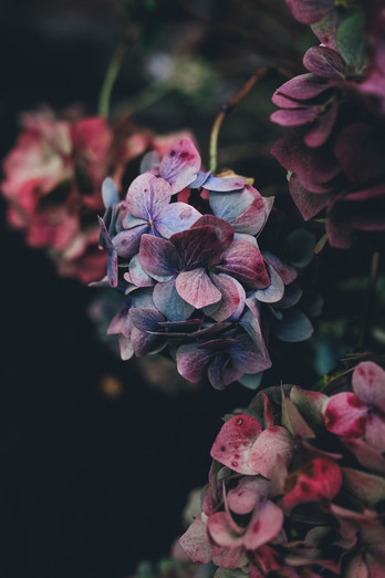 Hydrangea