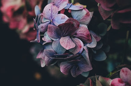 Hydrangea