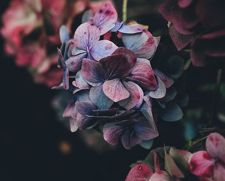 Hydrangea