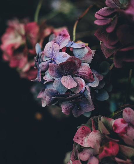Hortensia