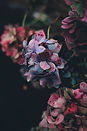 Hortensie