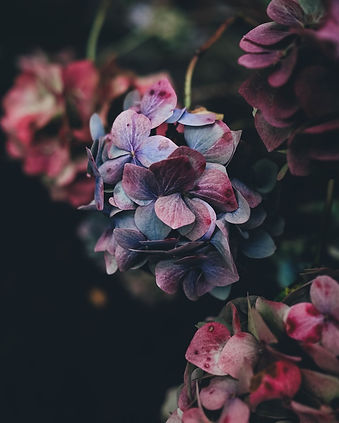 Hydrangea