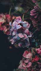 Hydrangea