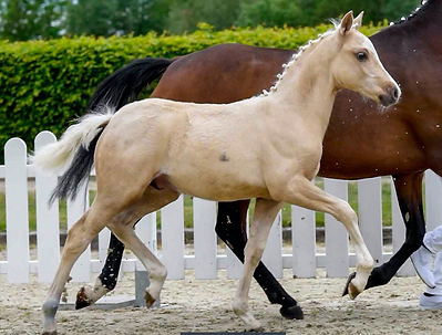 Screen Shot 2020-06-17 at 10.07.15 PM.pn