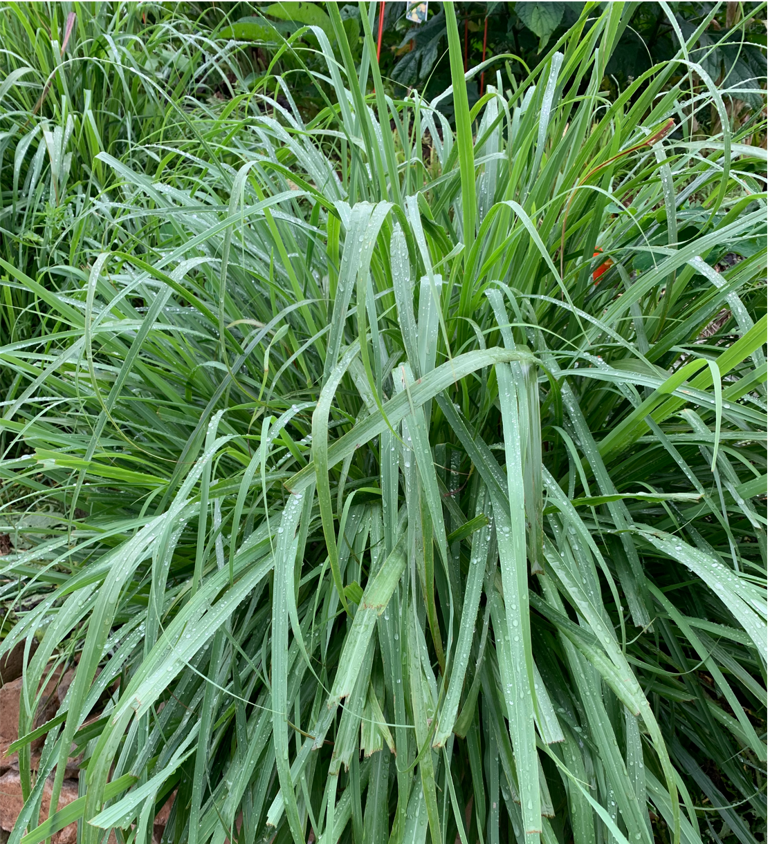 Lemongrass - bag of 10 stalks | CAT Orchard