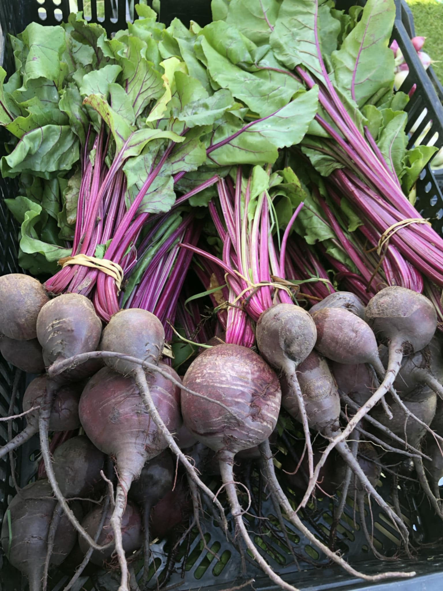 Beetroot - Bunch | Colourfields Farm
