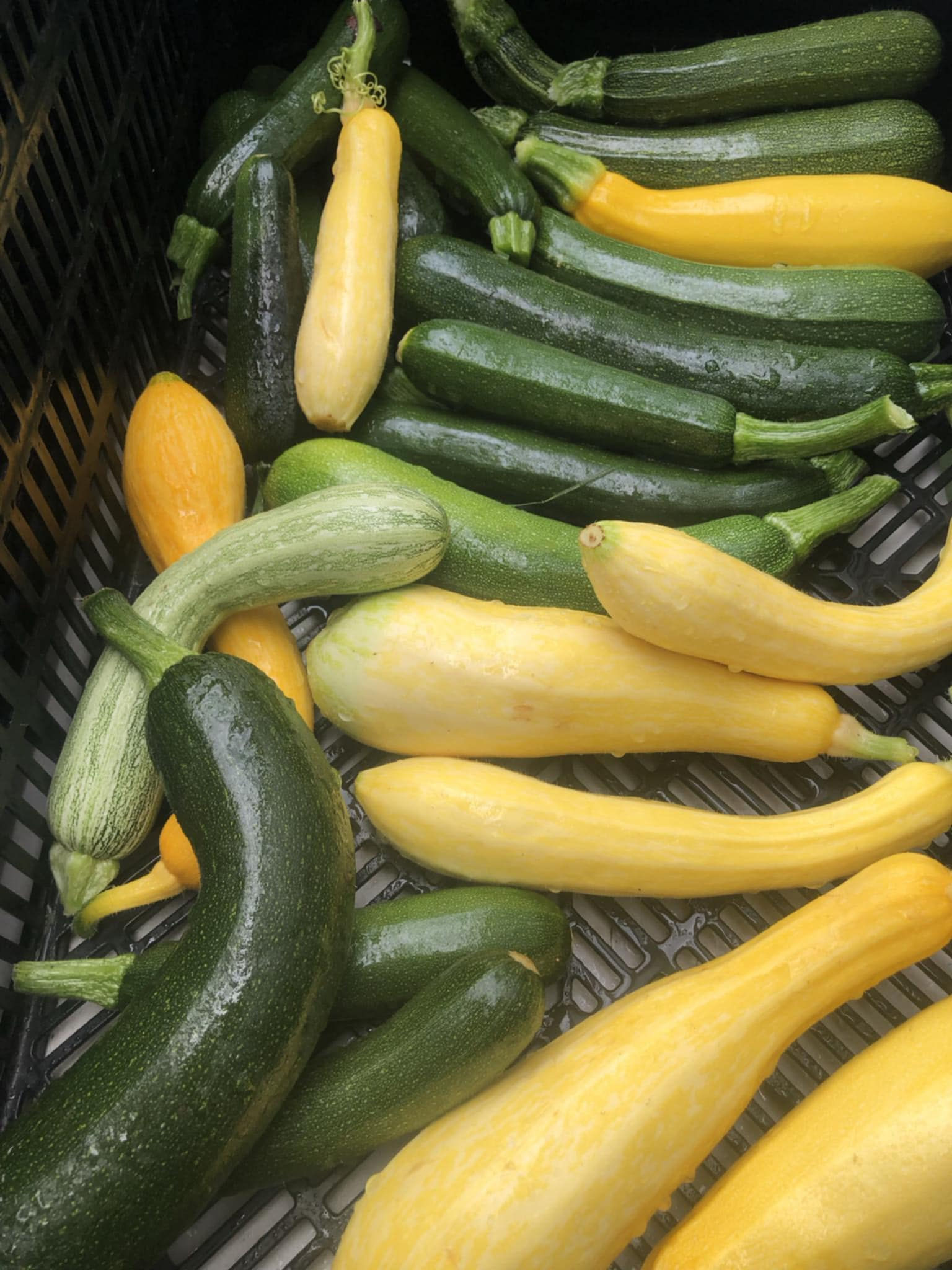 Zucchini - single -  | Colourfields Farm