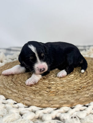Aussiedoodle Puppy for sale in North Carolina
