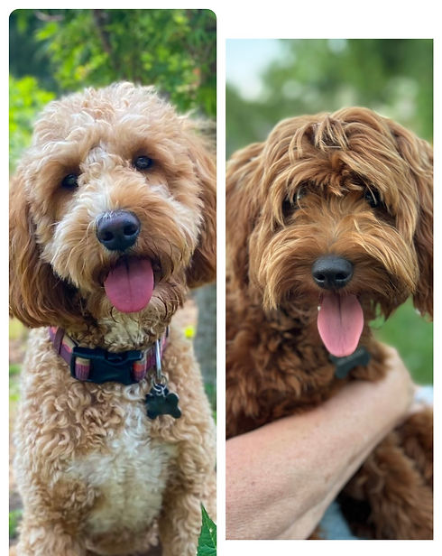goldendoodle mom goldendoodle dad in north carolina
