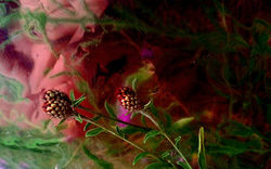 NaturaMedia3