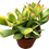 Thumbnail: Sunset Jade Plant